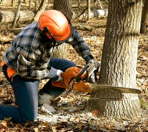 Tree Removal in Nashville, AR